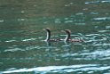 King Cormorant.20121120_5904
