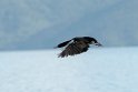 King Cormorant.20121120_5923