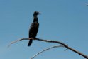 Little Black Cormorant.20121120_6070