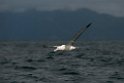 New Zealand Albatross.20121121_6245