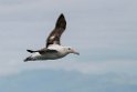 New Zealand Albatross.20121121_6435