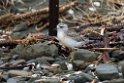 New Zealand Dotterel pullus.20121113_5241