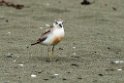 New Zealand Dotterel.20121113_5239
