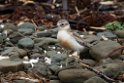 New Zealand Dotterel.20121113_5260