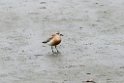 New Zealand Dotterel.20121113_5287