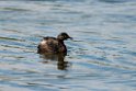 New Zealand Grebe.20121120_6050