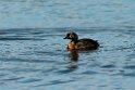 New Zealand Grebe.20121120_6066