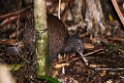 Northern Brown Kiwi.20121113_5293