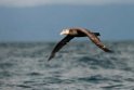 Northern Giant Petrel.20121121_6270