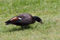 Paradise Shelduck.20121115_5442
