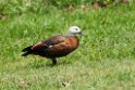 Paradise Shelduck.20121115_5447