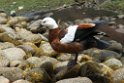 Paradise duck.20121124_6766