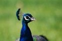 Peacock.20121116_5771