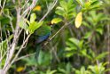 Red-fronted parakeet.20121115_5507