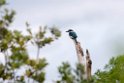 Sacred Kingfisher.20121115_5505