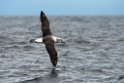 Salvin's Albatross.20121121_6315