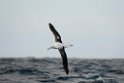 Southern Royal Albatross.20121128_7110