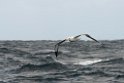 Southern Royal Albatross.20121128_7241