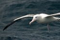 Southern Royal Albatross.20121128_7249