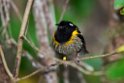 Stitchbird.20121115_5475