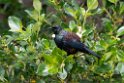 Tui.20121115_5402.