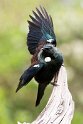 Tui.20121115_5407