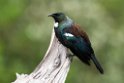 Tui.20121115_5410