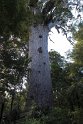 Waipoura Kauri Forest.20121113_5301