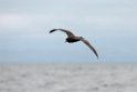 White-chinned Petrel.20121121_6482
