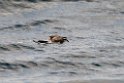 White-faced Storm-petrel.20121116_5573
