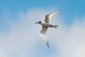 White-fronted Tern.20121118_5782