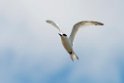 White-fronted Tern.20121118_5785