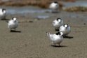 White-fronted Tern.20121118_5806