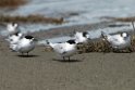 White-fronted Tern.20121118_5813