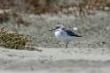 Wrybill.20121118_5847