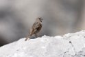 Alpejernspurv.20150608_5034