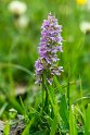 Dactylorhiza insularis.20150609_4767
