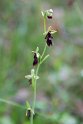 Flueblomst.20150603_5123