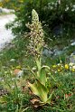 Himantoglossum hircinum.20150609_4793