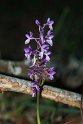 Orchis langei.20150608_4931