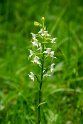 Platanthera chlorantha skov-gøgelilje.20150612_4588