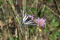 Sydeuropæisk svalehale.20150602_5130
