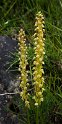 Aceras anthropophorum.20160614_8294