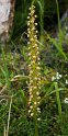 Aceras anthropophorum.20160614_8297