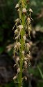 Aceras anthropophorum.20160614_8299