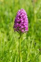 Anacamptis pyramidalis(Horndrager).20160614_8228