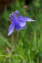 Blomst.20160612_8352