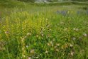Blomstereng.20160612_8539
