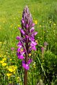 Dactylorhiza elata.20160609_8566