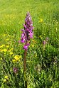 Dactylorhiza elata.20160609_8568